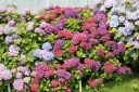 rośliny ozdobne - Hortensja ogrodowa HOBERGINE (Hydrangea macrophylla) P14/20-30cm *K9