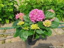 rośliny ogrodowe - Hortensja ogrodowa HOBERGINE (Hydrangea macrophylla) P14/20-30cm *K9