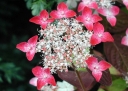 rośliny ogrodowe -  Hortensja piłkowana Kurenai (Hydrangea serrata Kurenai) C2 *13