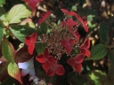 sadzonki - Hortensja piłkowana Kurenai (Hydrangea serrata Kurenai) C2 *13