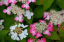 sklep ogrodniczy - Hortensja piłkowana Kurenai (Hydrangea serrata Kurenai) C2 *13