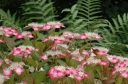 rośliny ogrodowe - Hortensja piłkowana Kurenai (Hydrangea serrata Kurenai) C2 *13