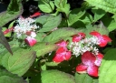 rośliny ozdobne - Hortensja piłkowana Kurenai (Hydrangea serrata Kurenai) C2 *13