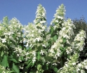 rośliny ozdobne - Hortensja wiechowata Levana Cov (Hydrangea paniculata) /C5