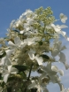 rośliny ogrodowe - Hortensja wiechowata Levana Cov (Hydrangea paniculata) /C5