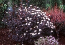 sklep ogrodniczy - Pęcherznica kalinolistna Diablo (Physocarpus opulifolius) C2-C3 *6