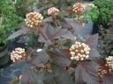 sklep ogrodniczy - Pęcherznica kalinolistna Diablo (Physocarpus opulifolius) C2-C3 *6