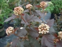 sadzonki - Pęcherznica kalinolistna Diablo (Physocarpus opulifolius) C2-C3 *6