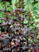 rośliny ozdobne - Pęcherznica kalinolistna Diablo (Physocarpus opulifolius) C2-C3 *6