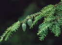 rośliny ogrodowe - Choina kanadyjska Tsuga canadensis C3/40-60cm *4