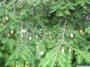 sadzonki - Choina kanadyjska Tsuga canadensis C3/40-60cm *4