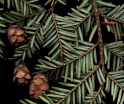 rośliny ozdobne - Choina kanadyjska Tsuga canadensis C3/40-60cm *4