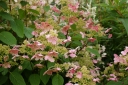 rośliny ogrodowe - Hortensja bukietowa Early Sensation (Hydrangea paniculata Bulk) /C5