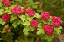 sadzonki -  Głóg pośredni Paul's Scarlet (Crataegus media x Paul's Scarlet) C3/Pa150(170)cm