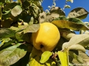 rośliny ozdobne -  Pigwa pospolita forma jabłkowata (Cydonia oblonga f.maliformis) poj. c5