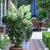 rośliny ogrodowe - Hortensja bukietowa Magical Moonlight (syn. Kolmagimo, Hydrangea paniculata) C10/60-80cm *18K