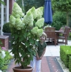 sadzonki - Hortensja bukietowa Magical Moonlight (syn. Kolmagimo, Hydrangea paniculata) C10/60-80cm *18K