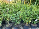 rośliny ogrodowe - Hortensja bukietowa Magical Moonlight (syn. Kolmagimo, Hydrangea paniculata) C10/60-80cm *18K