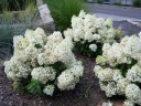 rośliny ogrodowe - Hortensja bukietowa Bobo (Hydrangea paniculata Bobo) /C5 *K17