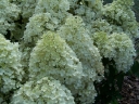 sklep ogrodniczy - Hortensja bukietowa Bobo (Hydrangea paniculata Bobo) /C5 *K17