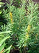 sadzonki - Wawrzynek wilczełyko odm. Alba 7-letni (Daphne mezereum Alba) C4/40-60cm *K13