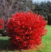 rośliny ozdobne -  Trzmielina korkowa na PNIU (Euonymus phellomanus) 60cm/C5