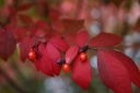 rośliny ozdobne - Trzmielina korkowa na PNIU (Euonymus phellomanus) 60cm/C5