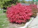rośliny ogrodowe - Trzmielina korkowa na PNIU (Euonymus phellomanus) 60cm/C5