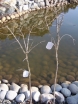 sklep ogrodniczy - Trzmielina korkowa na PNIU (Euonymus phellomanus) 60cm/C5