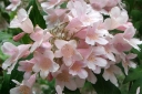sadzonki -  Kolkwicja chińska ROSEA (Kolkwitzia amabilis) /C2 *K20