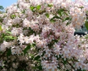 sadzonki - Kolkwicja chińska ROSEA (Kolkwitzia amabilis) /C2 *K20