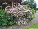 rośliny ozdobne - Kolkwicja chińska ROSEA (Kolkwitzia amabilis) /C2 *K20
