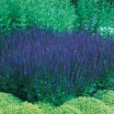 sklep ogrodniczy - Szałwia omszona Blue Queen (Salvia nemorosa) C2 *K3