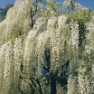 sklep ogrodniczy -  Wisteria floribunda Shiro- noda (syn. Longissima Alba, Glicynia kwiecista Alba)C2/30-50cm