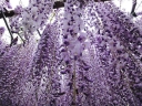 rośliny ozdobne -  Wisteria floribunda Multijuga (syn. Macrobotrys, Glicynia kwiecista) C3-C5/80cm
