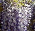 rośliny ogrodowe - Wisteria floribunda Multijuga (syn. Macrobotrys, Glicynia kwiecista) C3-C5/80cm