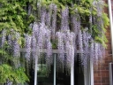 sadzonki - Wisteria floribunda Multijuga (syn. Macrobotrys, Glicynia kwiecista) C3-C5/80cm