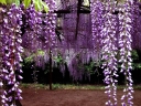 sadzonki - Wisteria floribunda Multijuga (syn. Macrobotrys, Glicynia kwiecista) C3-C5/80cm