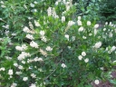sklep ogrodniczy -  Orszelina olcholistna biała na pniu (Clethra alnifolia)