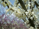 sadzonki -  Judaszowiec kanadyjski odm. Alba (Cercis canadensis var. Alba)