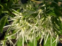 rośliny ozdobne -  Śniegowiec wirginijski (Chionanthus virginicus) C5/40-60cm *K6