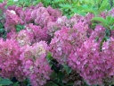 sadzonki - Hortensja bukietowa Sundae Fraise  Rensun (Hydrangea paniculata) C2 *18