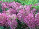 rośliny ozdobne - Hortensja bukietowa Sundae Fraise  Rensun (Hydrangea paniculata) C2 *18