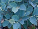 sklep ogrodniczy -  Fotergilla BLUE SHADOW  Fothergilla major C4/40-60cm *21K