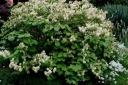 rośliny ogrodowe - Fotergilla BLUE SHADOW  Fothergilla major C4/40-60cm *21K