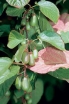 rośliny ozdobne -  Pstrolistne kiwi samopylne (Aktinidia kolomikta)