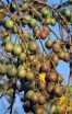sklep ogrodniczy - Aktinidia ostrolistna, Kiwi WEIKI odm. męska /C1 *22T