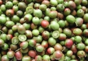 sklep ogrodniczy - Aktinidia ostrolistna, Kiwi WEIKI odm. męska /C1 *22T