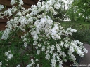 rośliny ozdobne -  Obiela The Bride (Exochorda) C3,5/40-50cm *K18