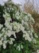 rośliny ogrodowe - Obiela The Bride (Exochorda) C3,5/40-50cm *K18